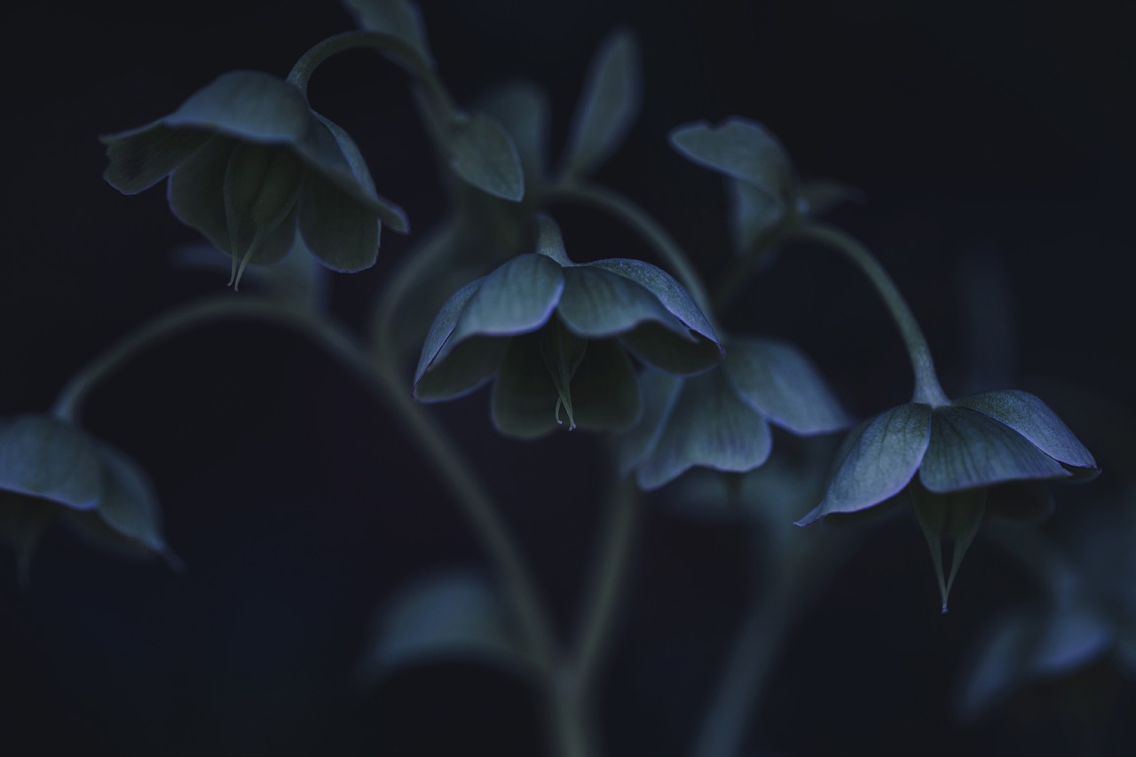 Trädgårdsplanering med vackra blommor