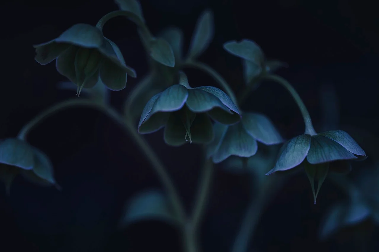 Trädgårdsplanering med vackra blommor